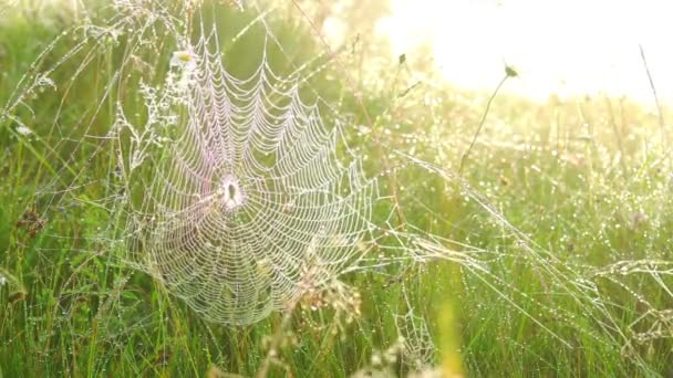 Spinne im Netz. — Stockvideo