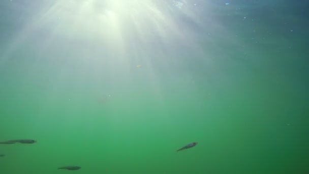 Fry güneş ışınlarına karşı denizanası yakınındaki bir sürü. — Stok video