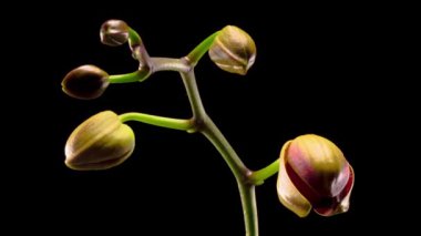 Kara Arkaplan 'da Çiçek açan Kırmızı Orkide. Zaman aşımı. Negatif Alan.