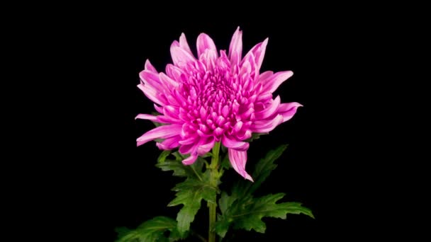 黒を背景に美しいピンクの菊の花が開く時間の経過 — ストック動画