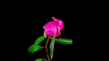 Güzel Pembe Şakayık Çiçeğinin Siyah Arkaplanda Çiçek Açması.