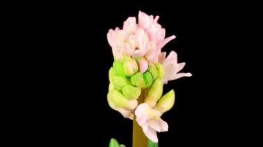 Siyah Arkaplanda Pembe Sümbül Çiçeği büyütmek ve açmak. Zaman Süreleri.