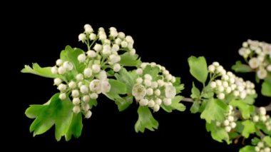 Hawthorn Ağacı 'nın dallarında beyaz çiçekler açar. Siyah Buckground. Zaman Süreleri.