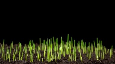 Taze Yeşil Çimen Büyüyor. Hızlandırılmış Buğday Bitkisi Büyüyor. Zaman Uygulaması.