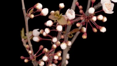 Dallı kiraz ağacında pembe çiçekler açarlar. Karanlık Arkaplan. Zaman Süreleri.