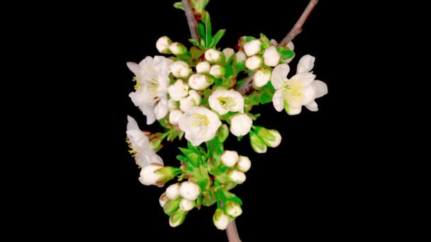 Flores Brancas Flores Nas Filiais Cherry Tree Fundo Escuro Tempo — Vídeo de Stock