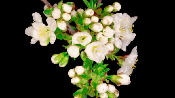Flores Blancas Florece Las Ramas Cerezo Fondo Oscuro Tiempo Caducidad — Vídeos de Stock