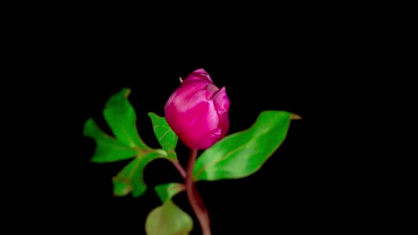 Time Lapse Hermosa Flor Peonía Rosa Floreciendo Sobre Fondo Negro — Vídeos de Stock