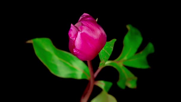 Time Lapse Hermosa Flor Peonía Rosa Floreciendo Sobre Fondo Negro — Vídeos de Stock