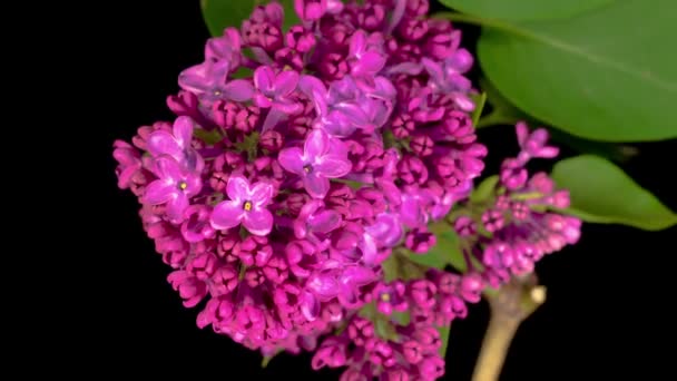 Όμορφη Time Lapse Του Ανοίγματος Violet Λουλούδι Της Lilac Μαύρο — Αρχείο Βίντεο