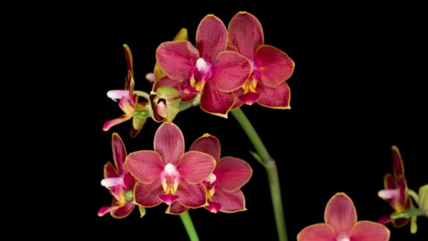 Flor Roja Floreciente Phalaenopsis Orquídea Sobre Fondo Negro Time Lapse — Vídeo de stock