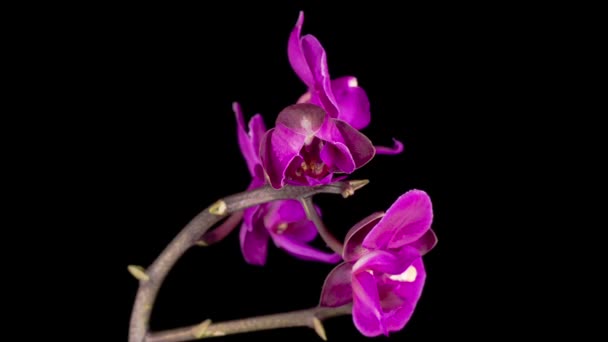 Blooming Purple Orchid Phalaenopsis Flower Black Background Time Lapse Negative — Stock Video