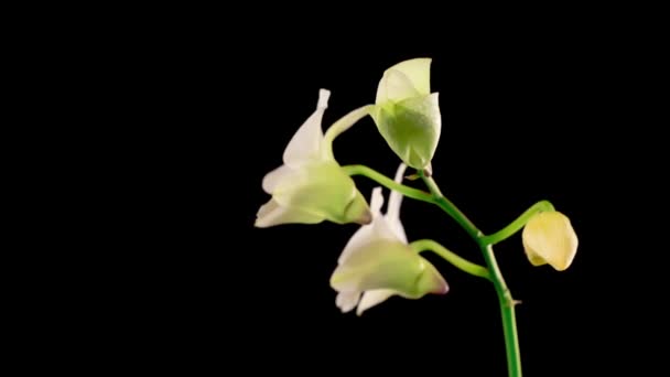 Blühende Weiße Orchidee Dendrobium Blume Auf Schwarzem Hintergrund Zeitraffer Negativer — Stockvideo