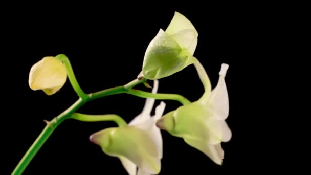 Blühende Weiße Orchidee Dendrobium Blume Auf Schwarzem Hintergrund Zeitraffer Negativer — Stockvideo