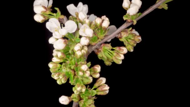 Fiori Bianchi Fioriture Sui Rami Ciliegio Sfondo Scuro Interruzione Temporale — Video Stock