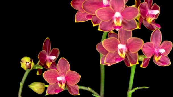 Kara Arkaplan Çiçek Açan Kırmızı Orkide Zaman Aşımı Negatif Alan — Stok video