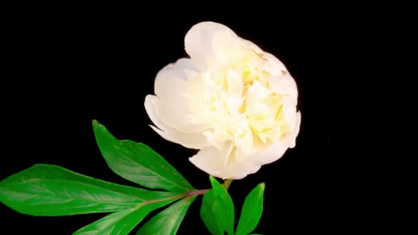Czas Upływu Pięknego Białego Kwiatu Piwonii Kwitnący Czarnym Tle — Wideo stockowe
