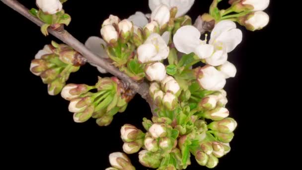 Vita Blommor Blommar Grenarna Körsbärsträd Mörk Bakgrund Tidsförlopp — Stockvideo