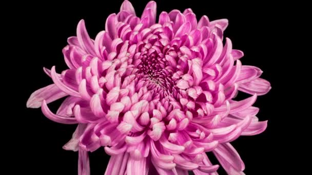 Time Lapse Beautiful Pink Chrysanthemum Flower Opening Black Background — Stock Video