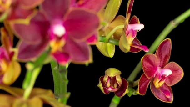 Kwiat Phalaenopsis Czerwonej Orchidei Czarnym Tle Czas Ucieka Przestrzeń Negatywna — Wideo stockowe