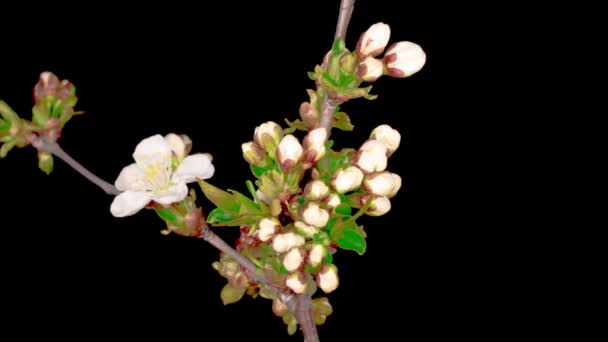 Weiße Blumen Blühen Den Zweigen Des Kirschbaums Dunkler Hintergrund Zeitraffer — Stockvideo