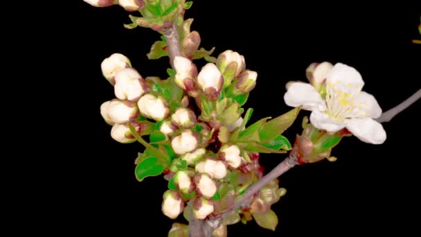 Witte Bloemen Bloeit Takken Cherry Tree Donkere Achtergrond Tijdsverloop — Stockvideo