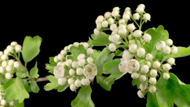 Flores Brancas Flores Nos Ramos Árvore Espinheiro Black Buckground Tempo — Vídeo de Stock