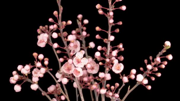 Rosa Blommor Blommar Grenarna Körsbärsträdet Mörk Bakgrund Tidsförlopp — Stockvideo