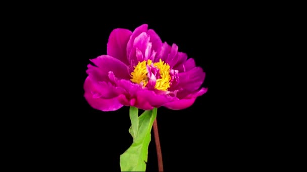 Time Lapse Vackra Rosa Pion Blomma Blommar Svart Bakgrund — Stockvideo