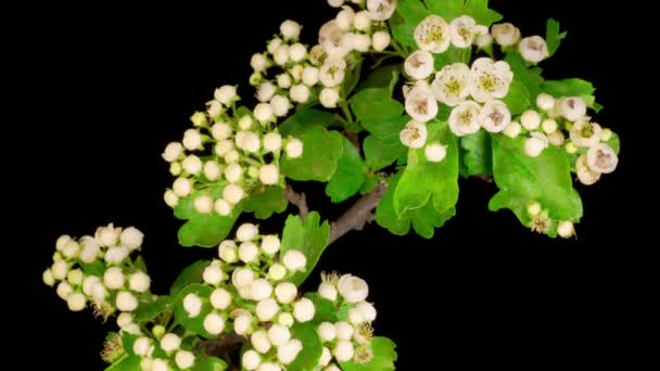 Flores Brancas Flores Nos Ramos Árvore Espinheiro Black Buckground Tempo — Vídeo de Stock