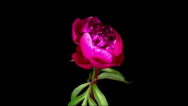 Čas Vypršení Krásné Růžové Pivoňka Květ Černém Pozadí — Stock video