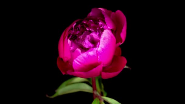 Time Lapse Hermosa Flor Peonía Rosa Floreciendo Sobre Fondo Negro — Vídeos de Stock