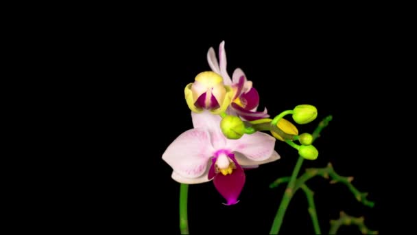 Flor Branca Florescendo Phalaenopsis Orchid Fundo Preto Time Lapse Espaço — Vídeo de Stock