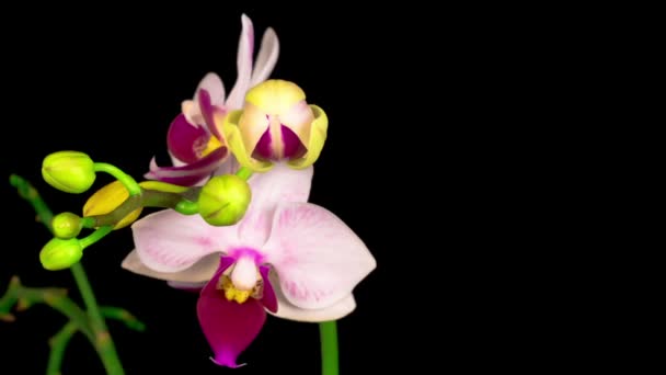 Blooming White Orchid Phalaenopsis Flower Black Background Time Lapse Negative — Stock Video