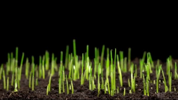 Herbe Verte Fraîche Croissance Accélération Croissance Des Plants Blé Temps — Video