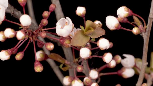 Flores Cor Rosa Flores Nas Filiais Cerejeira Fundo Escuro Tempo — Vídeo de Stock
