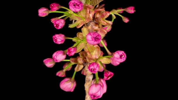 黒を基調としたピンクの桜の花が美しいオープニングのタイムラプス イースター デザイン クローズアップ — ストック動画