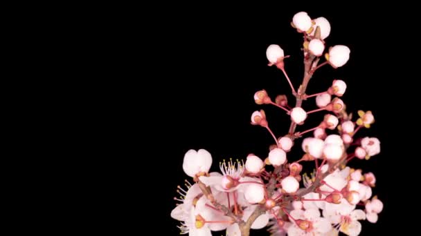 Roze Bloemen Bloeit Takken Cherry Tree Donkere Achtergrond Tijdsverloop — Stockvideo