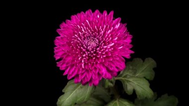 Güzel Pembe Kasımpatı 'nın Zaman Hızı Siyah Arkaplan Karşısında Açılıyor.