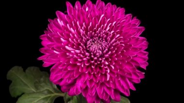 Güzel Pembe Kasımpatı 'nın Zaman Hızı Siyah Arkaplan Karşısında Açılıyor.