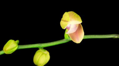 Çiçekli Şeftali Orkidesi Kara Arkaplanda Phalaenopsis Çiçeği. Zaman aşımı. Negatif Alan.