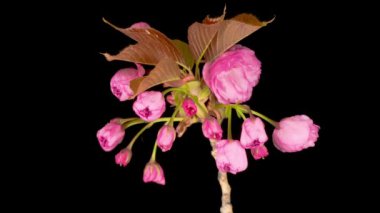 Güzel Açılış Pembe Sakura Çiçekleri Kara Arkaplanda Zaman Hızı. Paskalya Tasarımı Kapanışı.
