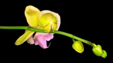 Çiçekli Şeftali Orkidesi Kara Arkaplanda Phalaenopsis Çiçeği. Zaman aşımı. Negatif Alan.