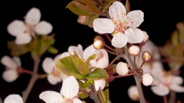 Flores Blancas Florece Las Ramas Cerezo Fondo Oscuro Tiempo Caducidad — Vídeos de Stock