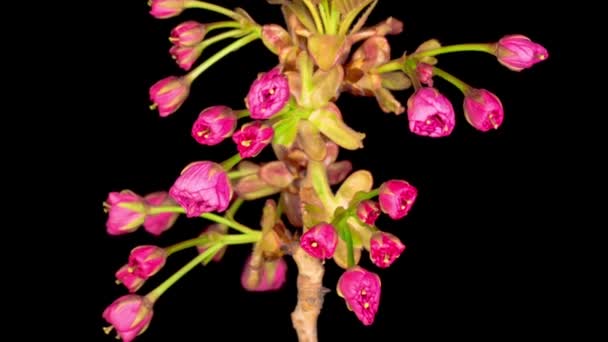 Time Lapse Beautiful Opening Pink Sakura Blommor Bunch Svart Bakgrund — Stockvideo