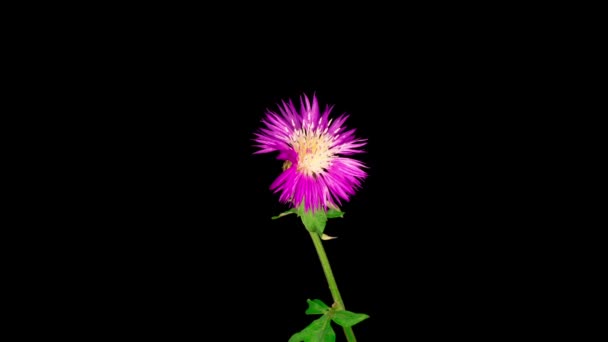 Piękny Czas Upływu Kwiatów Fioletowy Kwiat Perskiego Chabru Centaurea Dealbata — Wideo stockowe