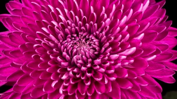 Time Lapse Красивої Рожевої Квітки Хризантеми Відкриття Чорному Тлі — стокове відео