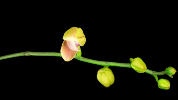 ชดอกกล วยไม Phalaenopsis ดอกไม บนพ นหล ลาบส เวลา — วีดีโอสต็อก