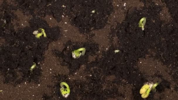 绿豆在黑色背景下生长 时间流逝 — 图库视频影像