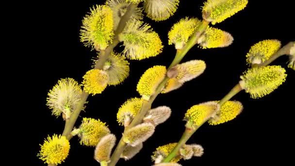 Time Lapse Spring Willow Opening Yellow Fluffy Buds Black Background — Videoclip de stoc